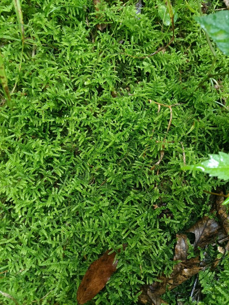 现采鲜活苔藓微景观现采DIY创意迷你植物青苔盆景假山装饰
