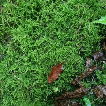 现采鲜活苔藓微景观现采DIY创意迷你植物青苔盆景假山装饰