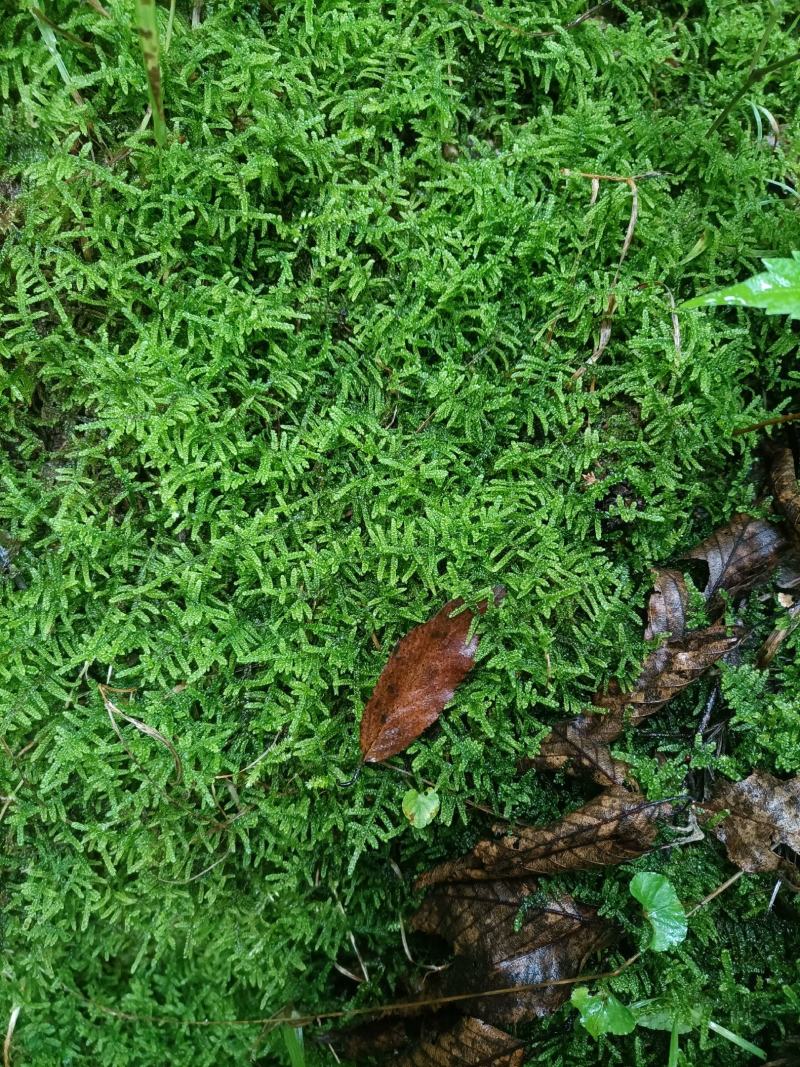 现采鲜活苔藓微景观现采DIY创意迷你植物青苔盆景假山装饰