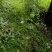现采鲜活苔藓微景观现采DIY创意迷你植物青苔盆景假山装饰