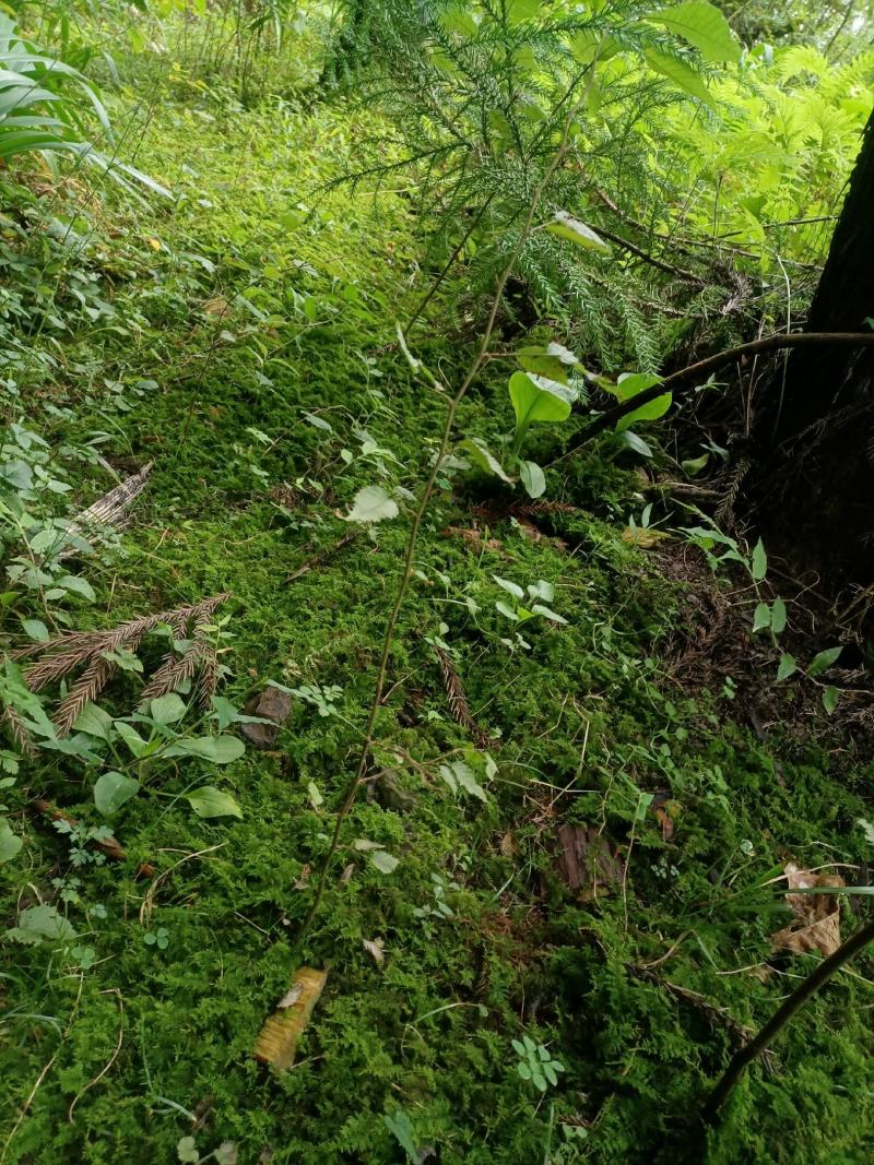 现采鲜活苔藓微景观现采DIY创意迷你植物青苔盆景假山装饰