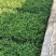 大量供应福建茶7斤袋子。。。。。。。。。。。