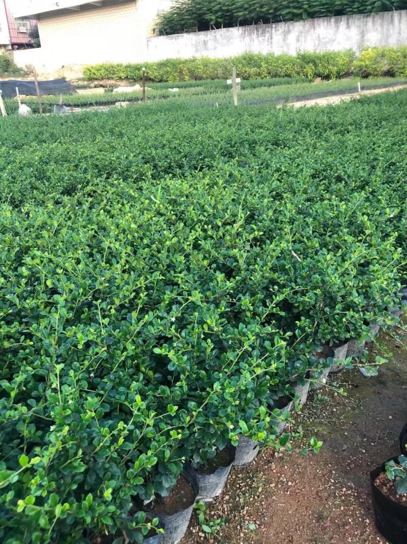 大量供应福建茶7斤袋子。。。。。。。。。。。