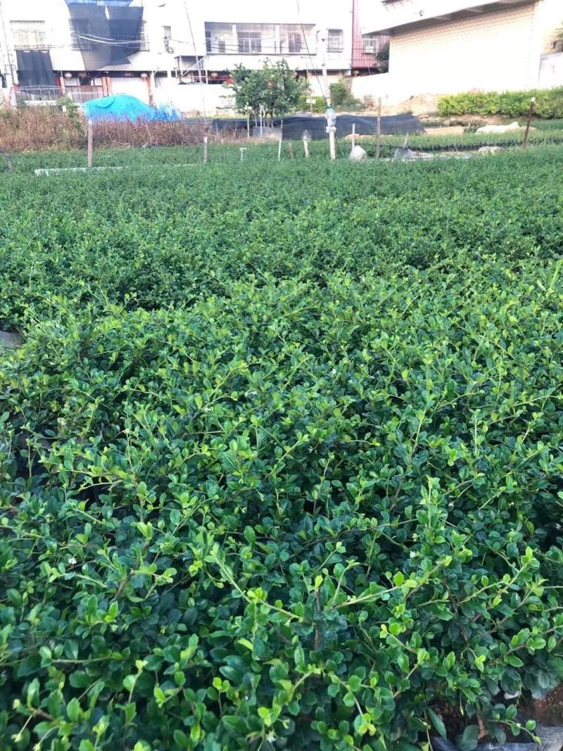 大量供应福建茶7斤袋子。。。。。。。。。。。
