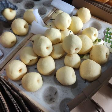 陕西蒲城酥梨—口感脆甜产地供货，果面干净，细砂无渣，母梨