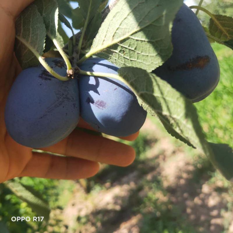 新疆喀什伽师县法兰西西梅