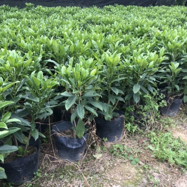 大量批发非州茉莉30-40-50-60高