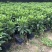 大量批发非州茉莉30-40-50-60高