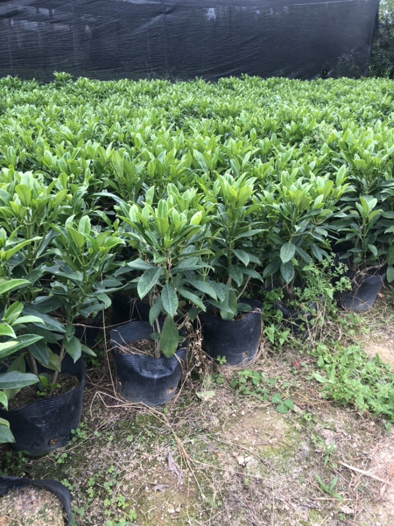 大量批发非州茉莉30-40-50-60高