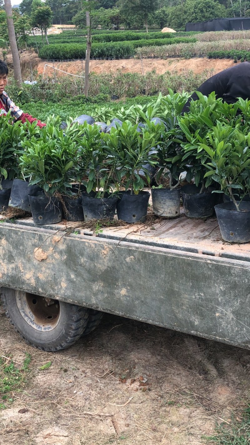 大量批发非州茉莉30-40-50-60高