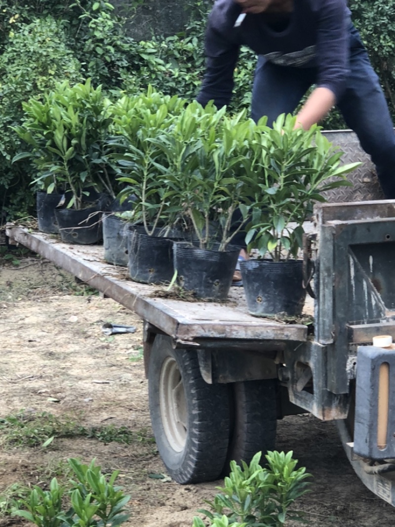 大量批发非州茉莉30-40-50-60高