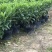 大量批发非州茉莉30-40-50-60高