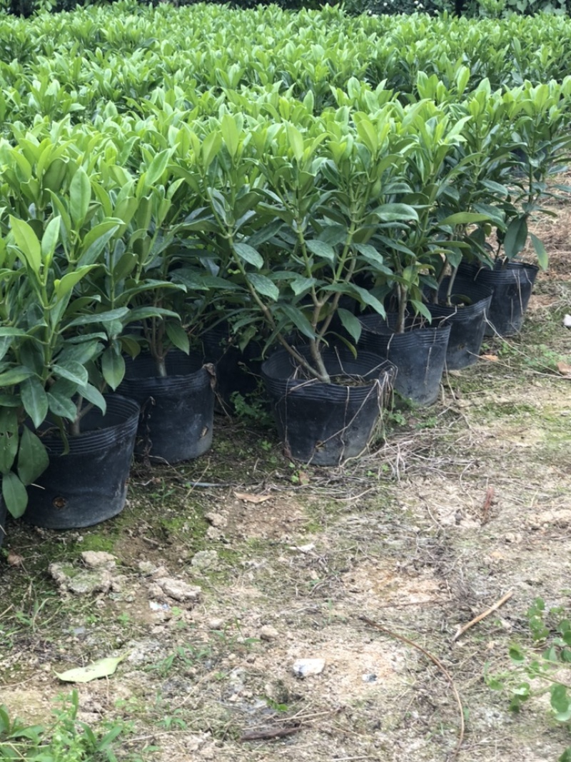 大量批发非州茉莉30-40-50-60高