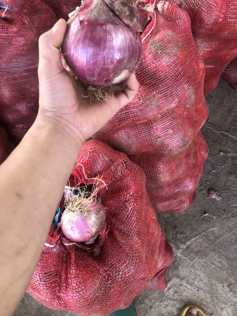 精品库存洋葱大量到货