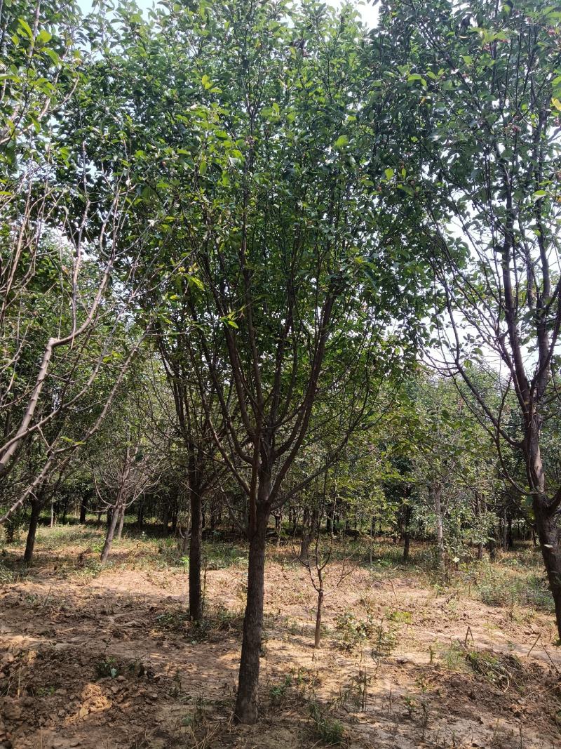 高杆北美绚丽海棠基地直发，8—18公分有量，欢迎前来选购