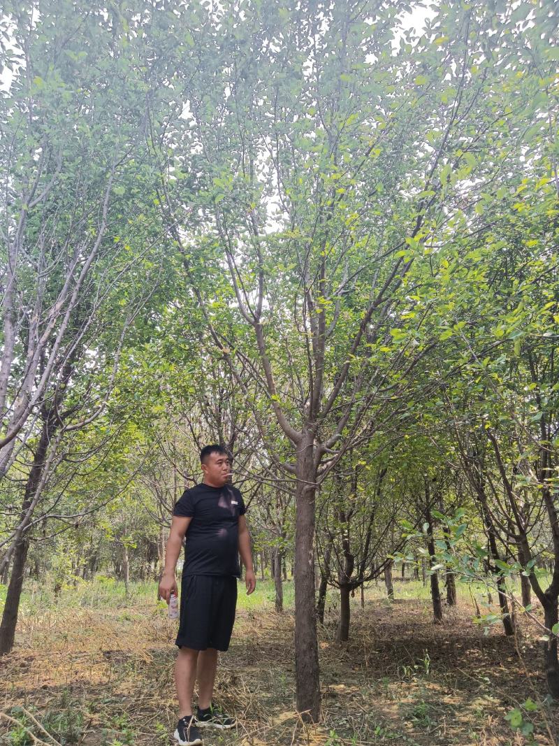 高杆北美绚丽海棠基地直发，8—18公分有量，欢迎前来选购