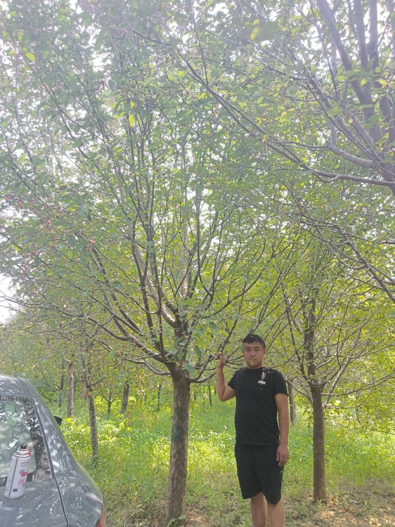 高杆北美绚丽海棠基地直发，8—18公分有量，欢迎前来选购