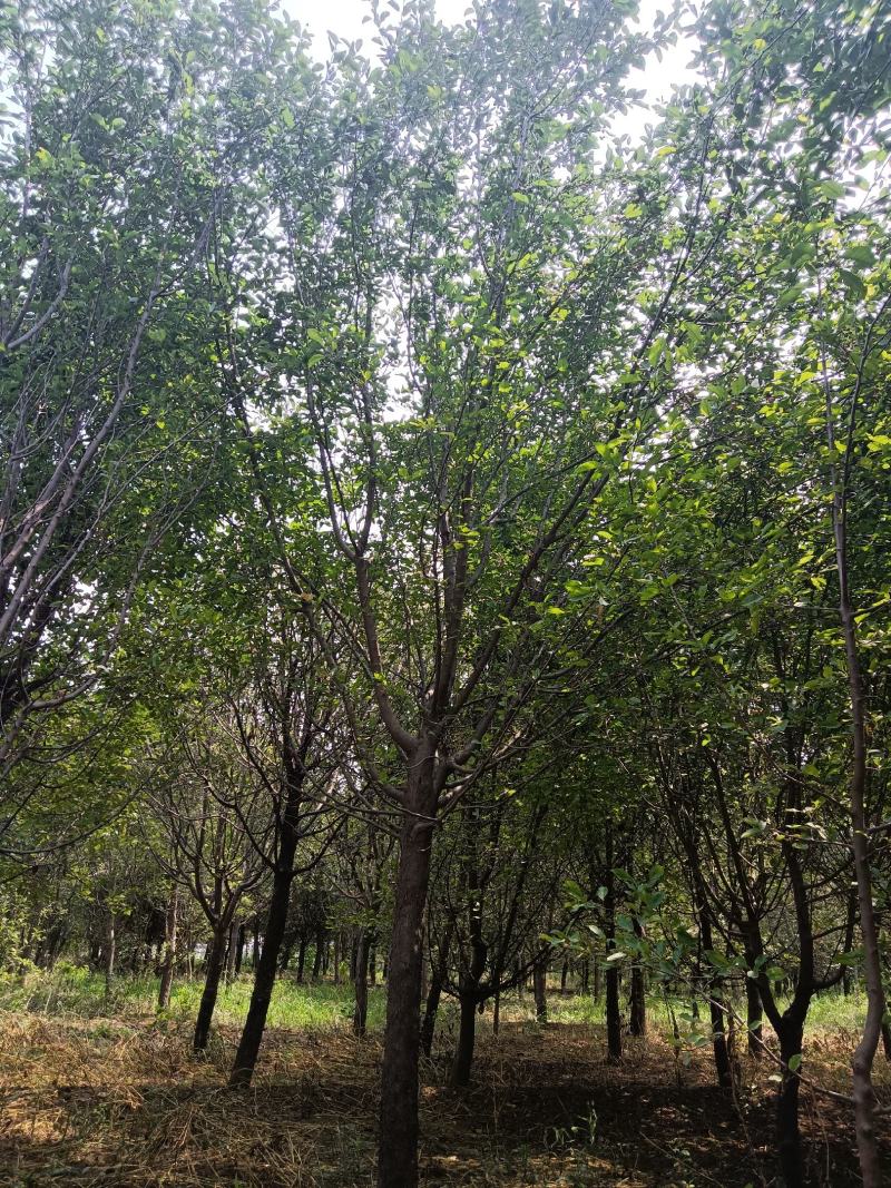 高杆北美绚丽海棠基地直发，8—18公分有量，欢迎前来选购