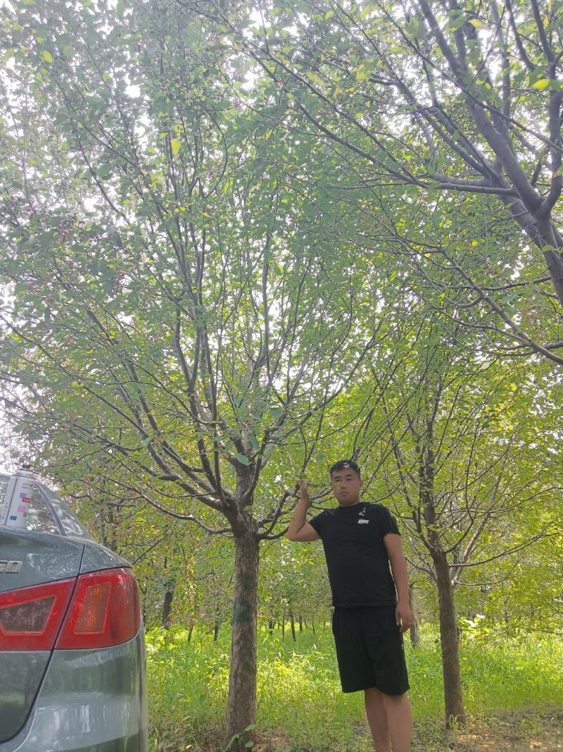 高杆北美绚丽海棠基地直发，8—18公分有量，欢迎前来选购