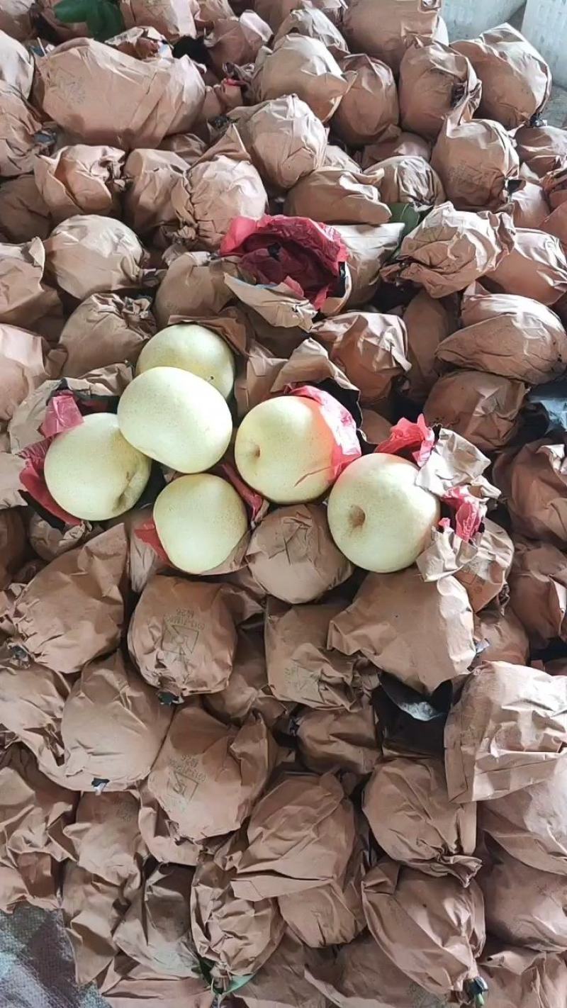 《产地供应》纸袋皇冠梨大量上市了皮薄肉细，个头大
