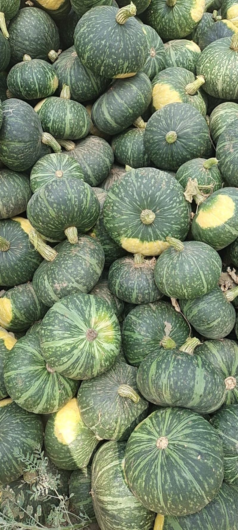 旱地板栗南瓜