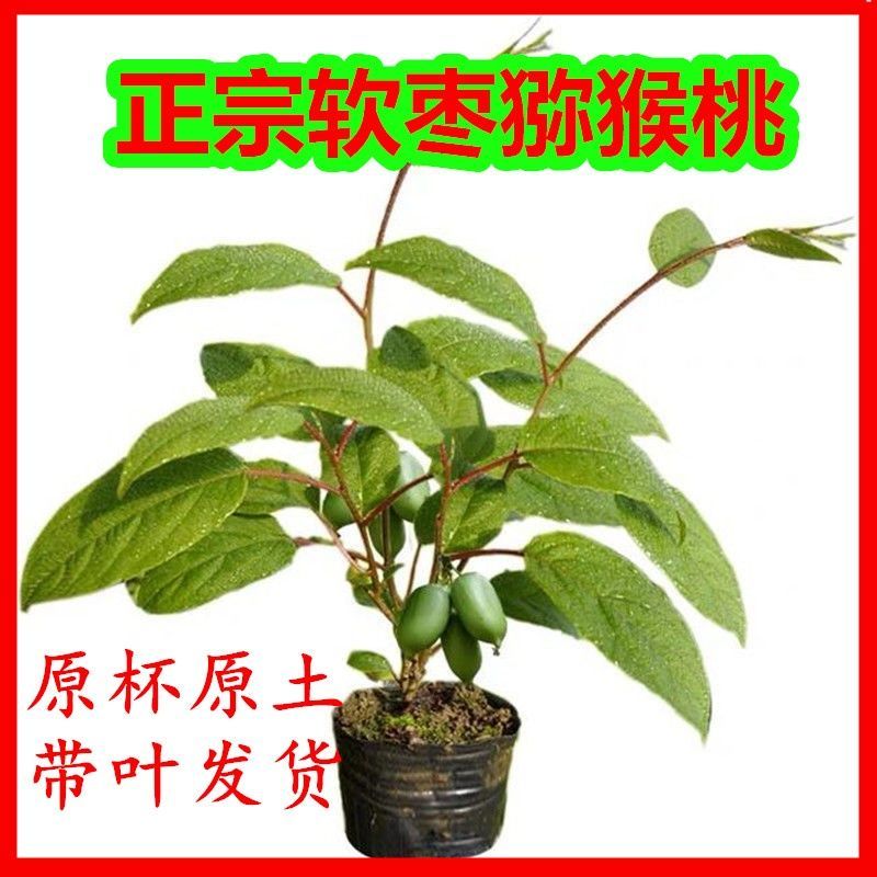 龙城二号软枣猕猴桃奇异果苗当年栽结果自花授粉南北方种植苗