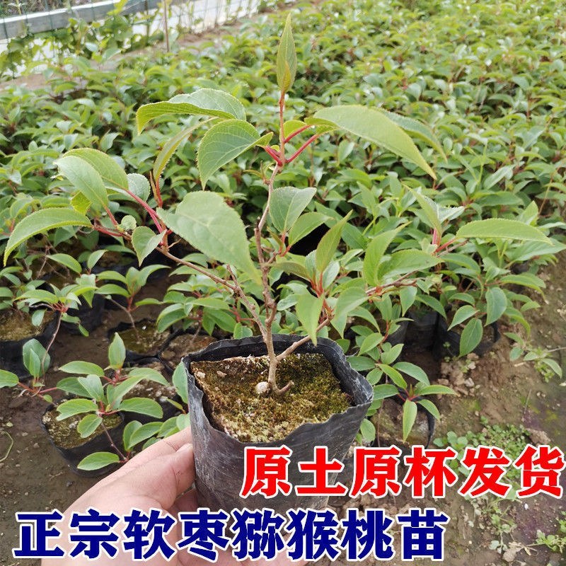 龙城二号软枣猕猴桃奇异果苗当年栽结果自花授粉南北方种植苗