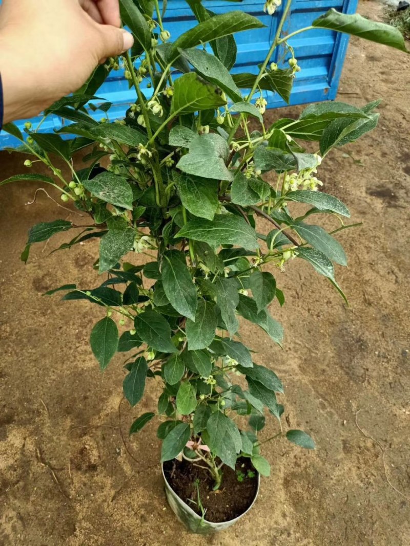 龙城二号软枣猕猴桃奇异果苗当年栽结果自花授粉南北方种植苗