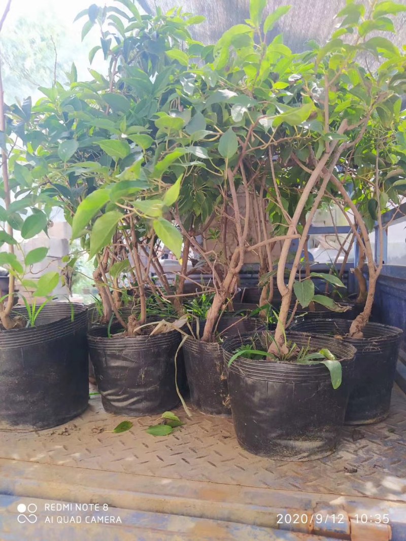 龙城二号软枣猕猴桃奇异果苗当年栽结果自花授粉南北方种植苗