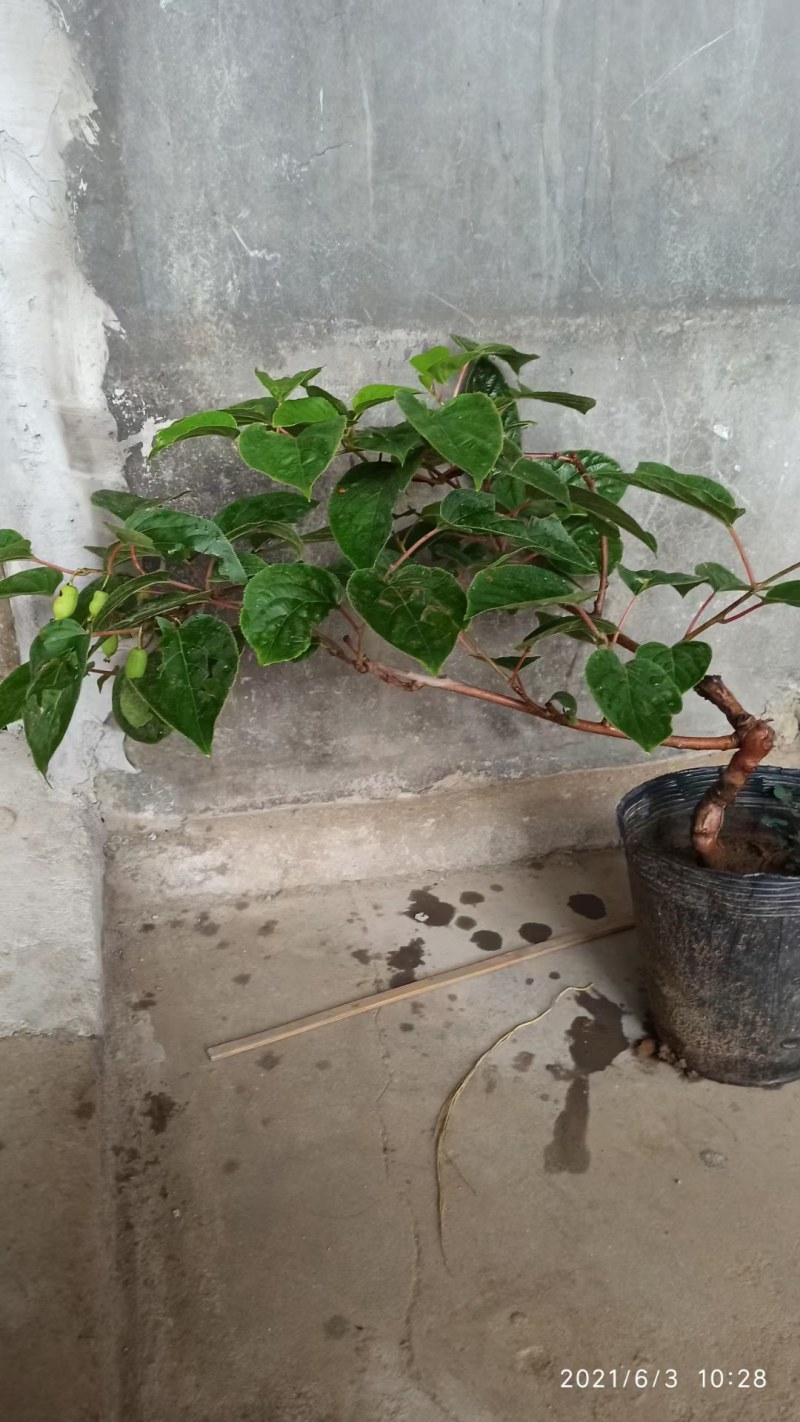 龙城二号软枣猕猴桃奇异果苗当年栽结果自花授粉南北方种植苗
