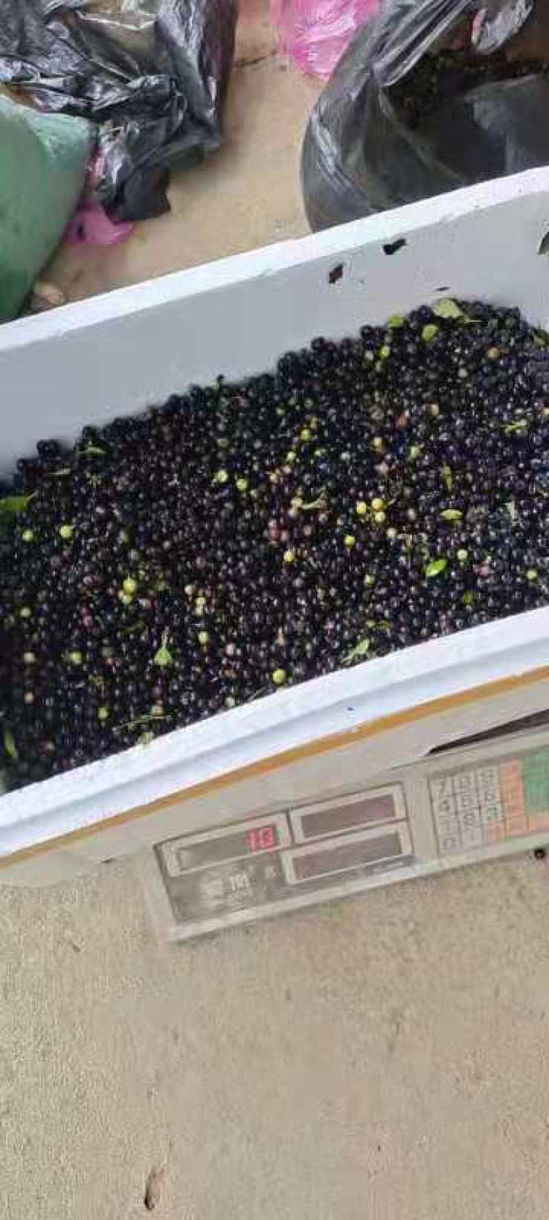 岗梅种子产新，果实饱满，成熟度好，现货现发，