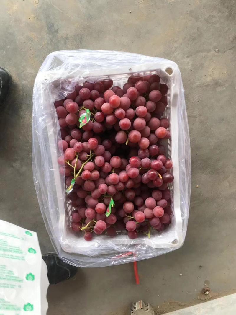 河北优质红提葡萄，基地直发，可供货到春节。