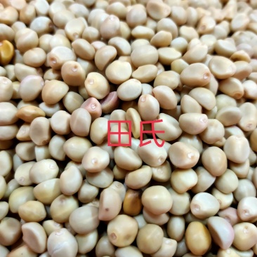 广西中药材跌打豆/华佗豆/拐子豆/白粘豆/金丝指葫芦新货
