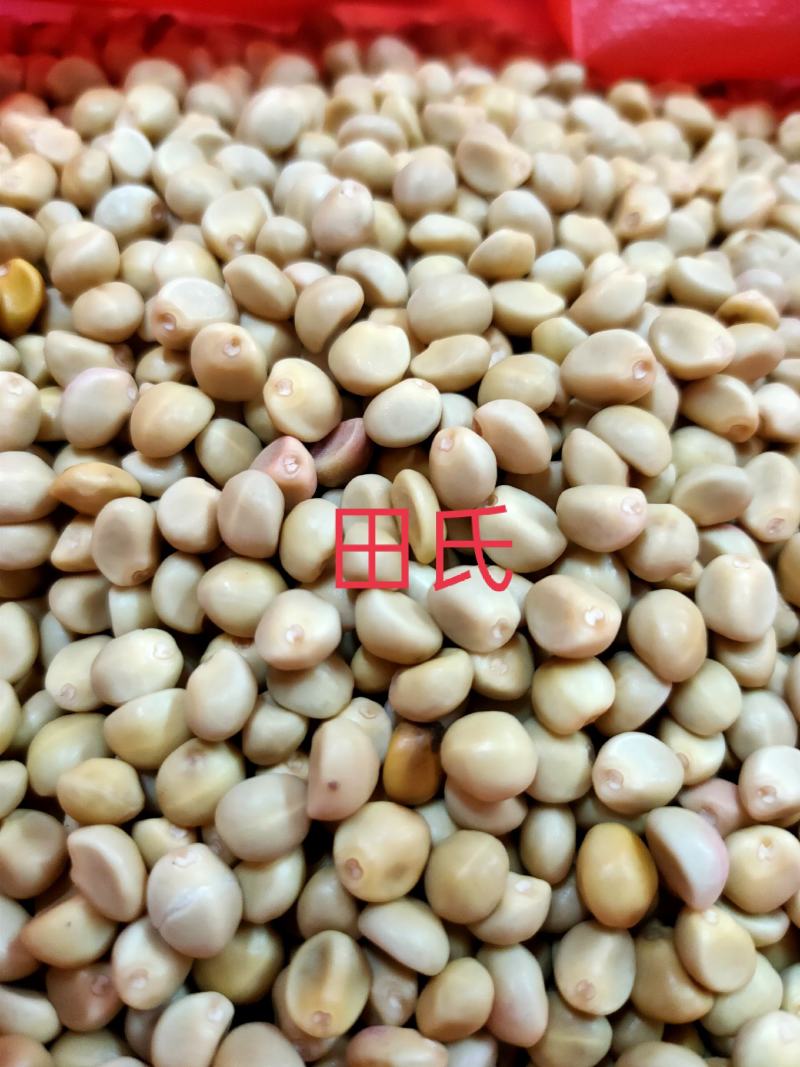 广西中药材跌打豆/华佗豆/拐子豆/白粘豆/金丝指葫芦新货