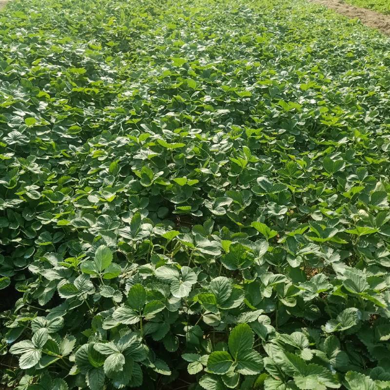 章姬草莓苗，专业育苗基地，成活率高欢迎咨询