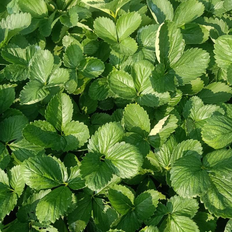 章姬草莓苗，专业育苗基地，成活率高欢迎咨询
