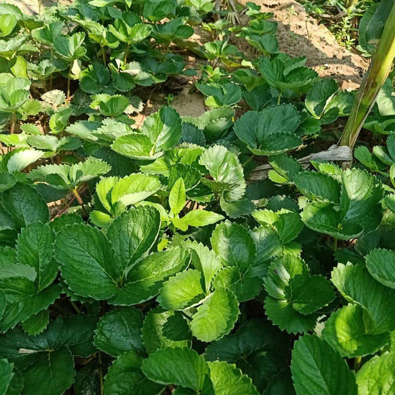 章姬草莓苗，专业育苗基地，成活率高欢迎咨询