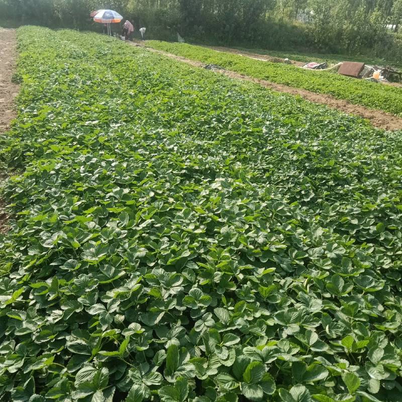 章姬草莓苗，专业育苗基地，成活率高欢迎咨询