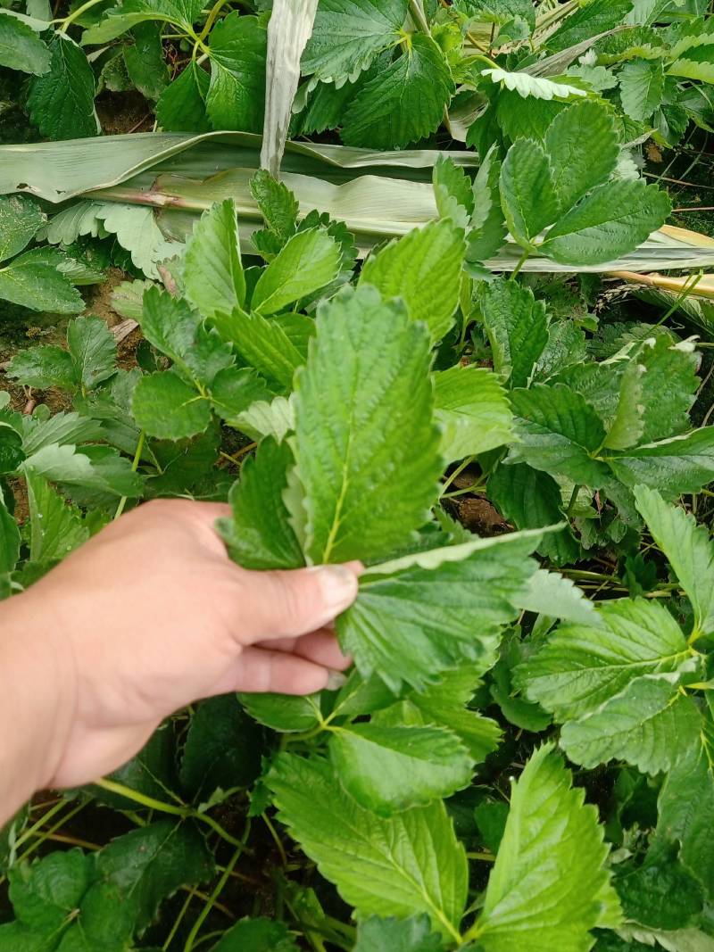 章姬草莓苗，专业育苗基地，成活率高欢迎咨询