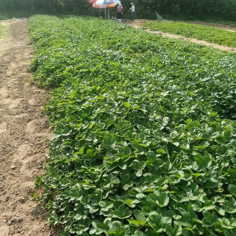 章姬草莓苗，专业育苗基地，成活率高欢迎咨询