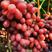 四川凉山精品克伦生葡萄，欢迎全国各地老板前来采购，