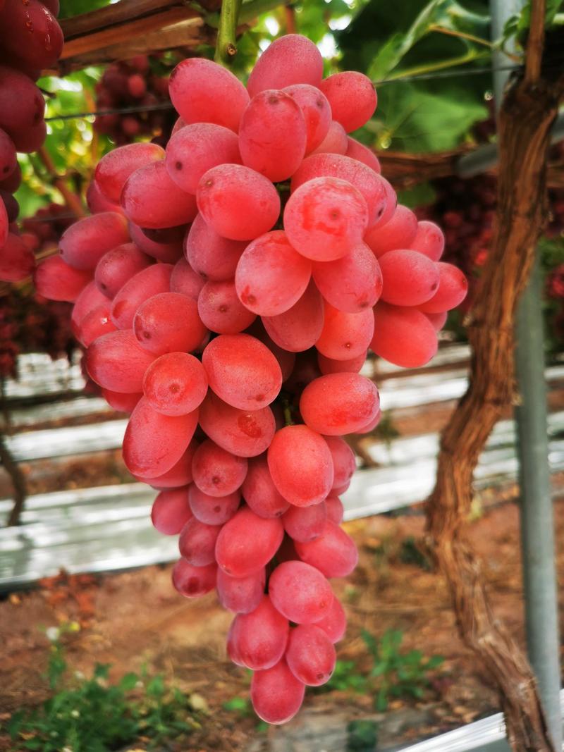 四川凉山精品克伦生葡萄，欢迎全国各地老板前来采购，