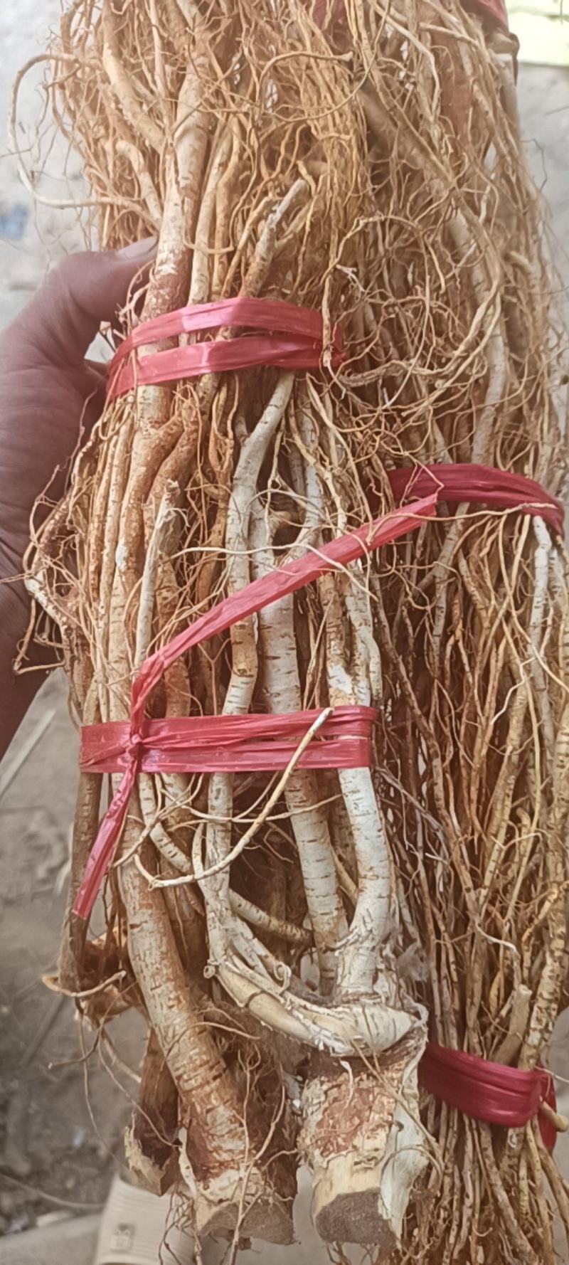 五指毛桃干货，鲜货都有，保证是五指的毛桃根