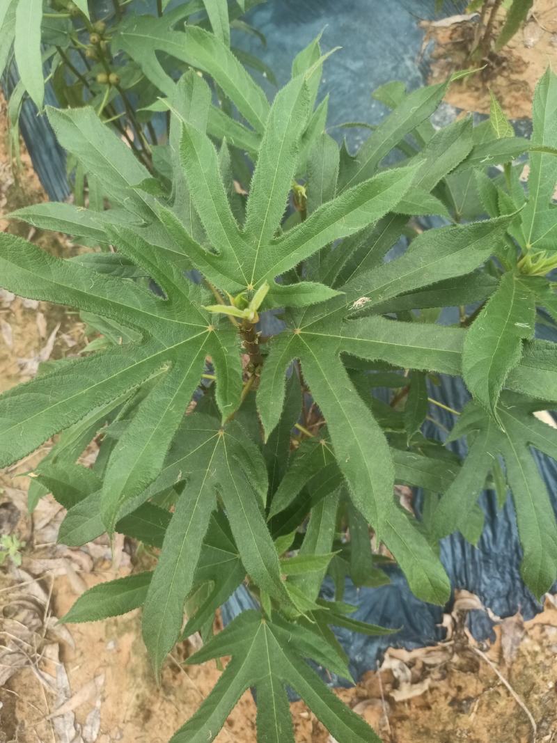 五指毛桃干货，鲜货都有，保证是五指的毛桃根