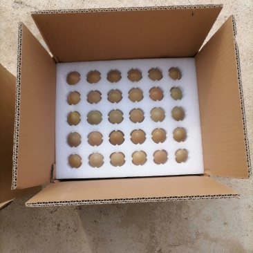 山东野鸡蛋一箱60和1008枚，欢迎选购，农户直发