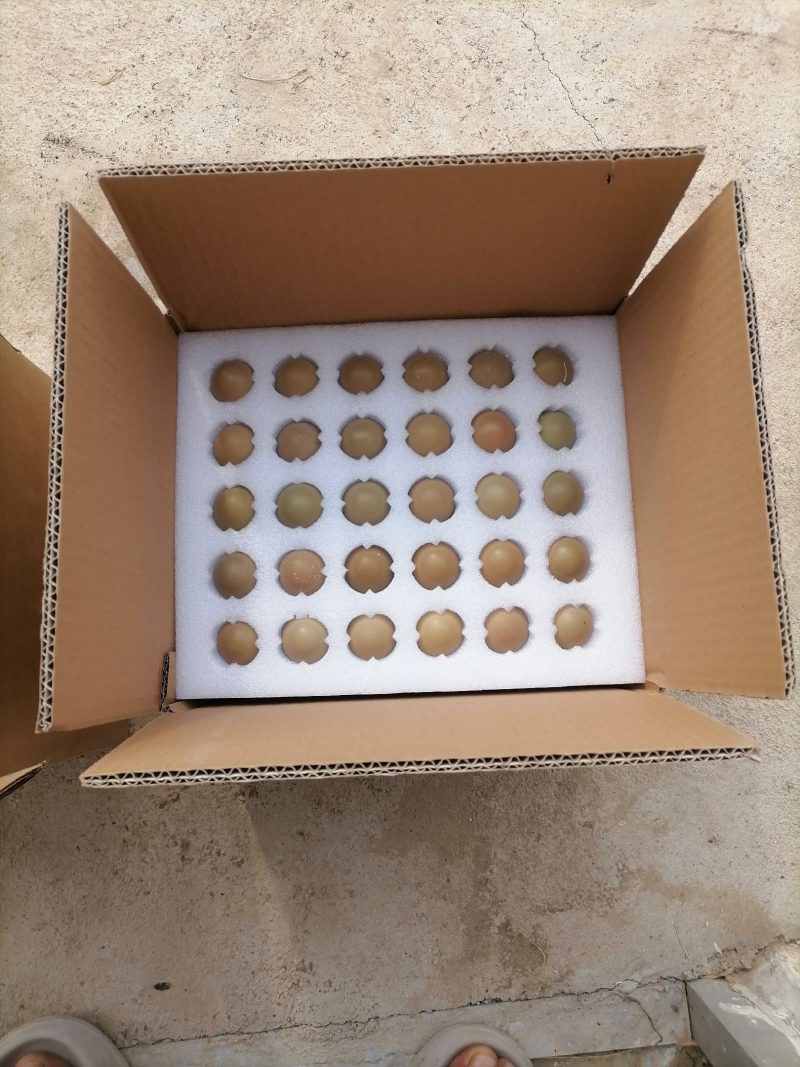 山东野鸡蛋一箱60和1008枚，欢迎选购，农户直发