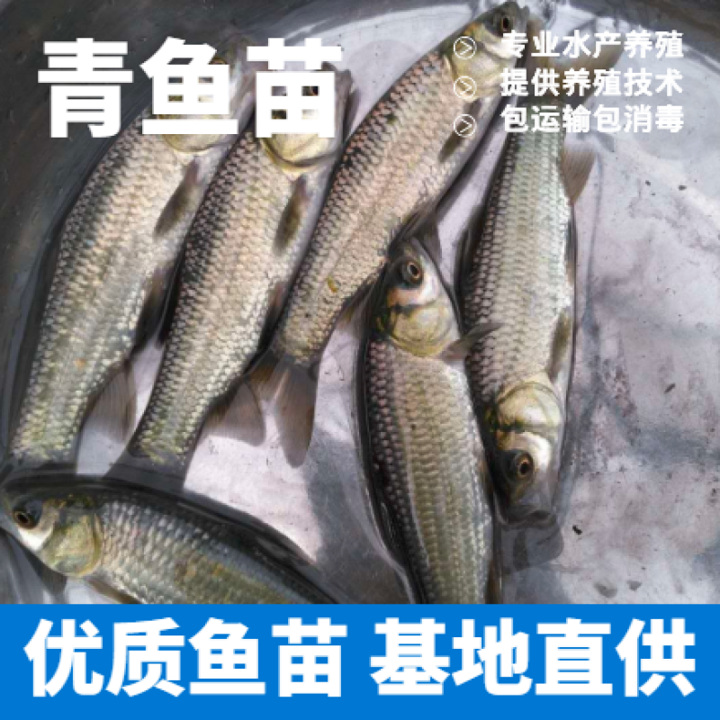 青鱼苗热销重庆青鱼苗包运输包消毒下塘提供养殖技术