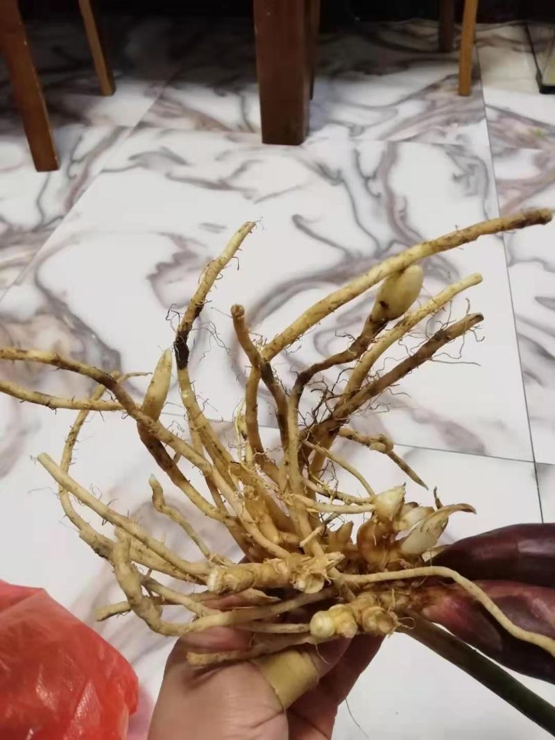 阳荷种子