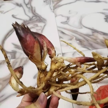 阳荷种子