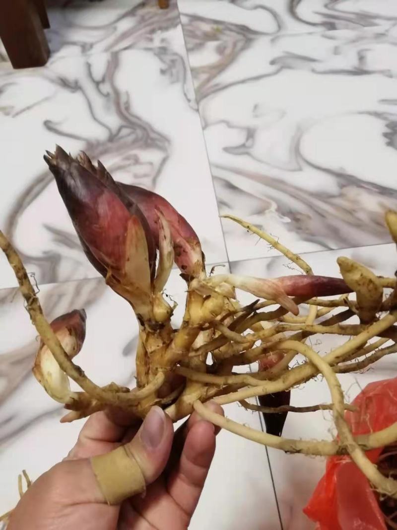 阳荷种子
